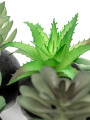 Planta Moa Mini, Mix Color Unico