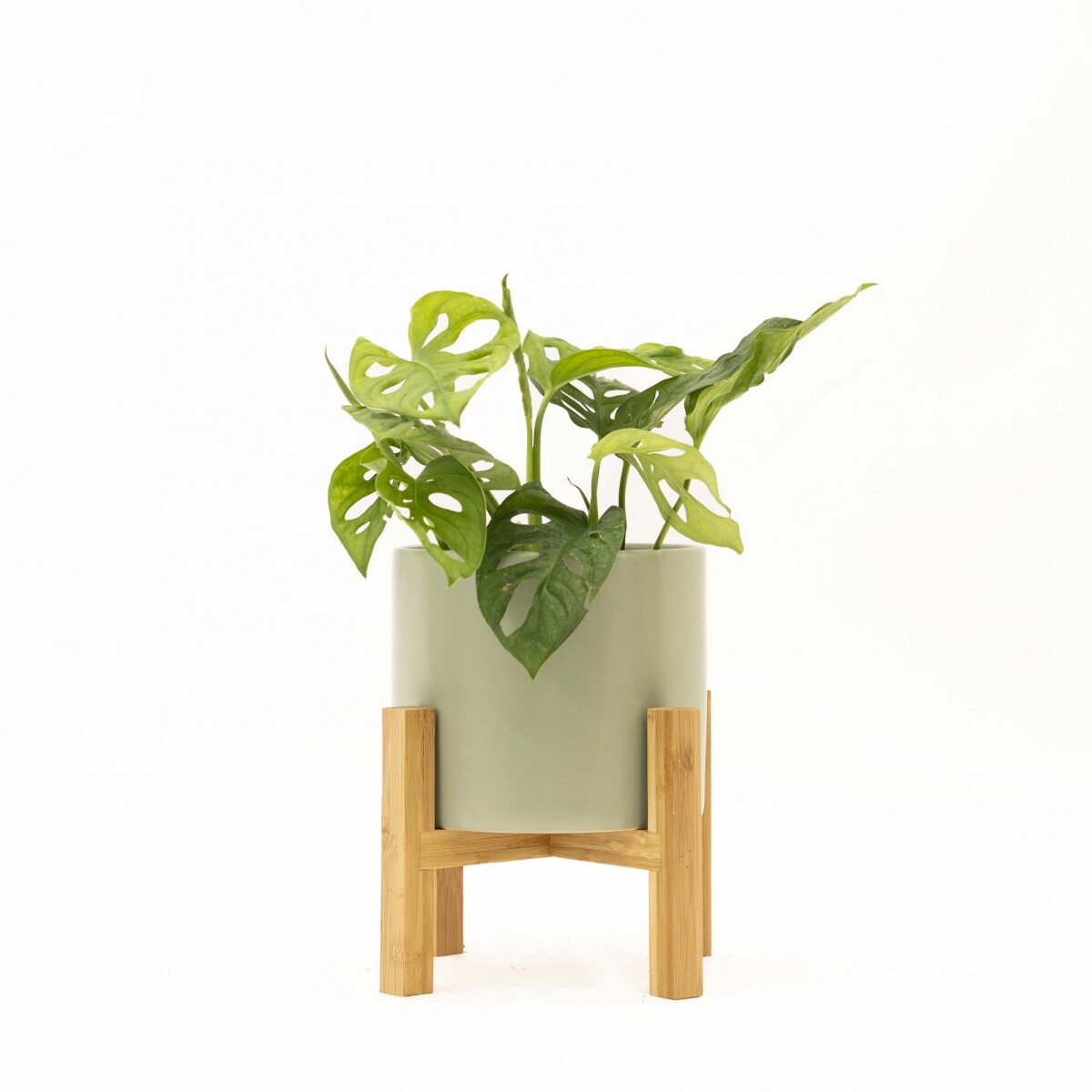 MONSTERA ADANSONII - CON MACETA CERAMICA VERDE CON SOPORTE 