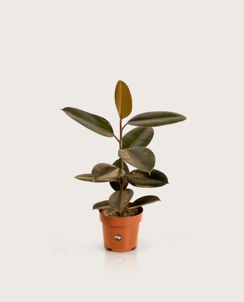 Ficus Elástica "Gomero" Negro - H: 60cm