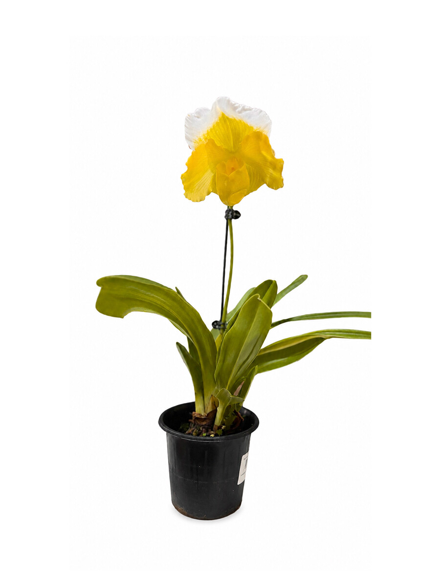 ORQUÍDEA PAPHIOPEDILUM AMARILLA