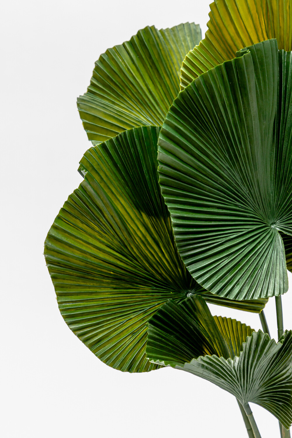 Planta Palmito De Jardín Color Unico