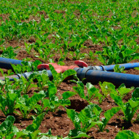 Manguera Chata 50 mts. 1"