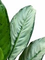 AGLAONEMA VARIADA GRANDE AGLAONEMA VARIADA GRANDE
