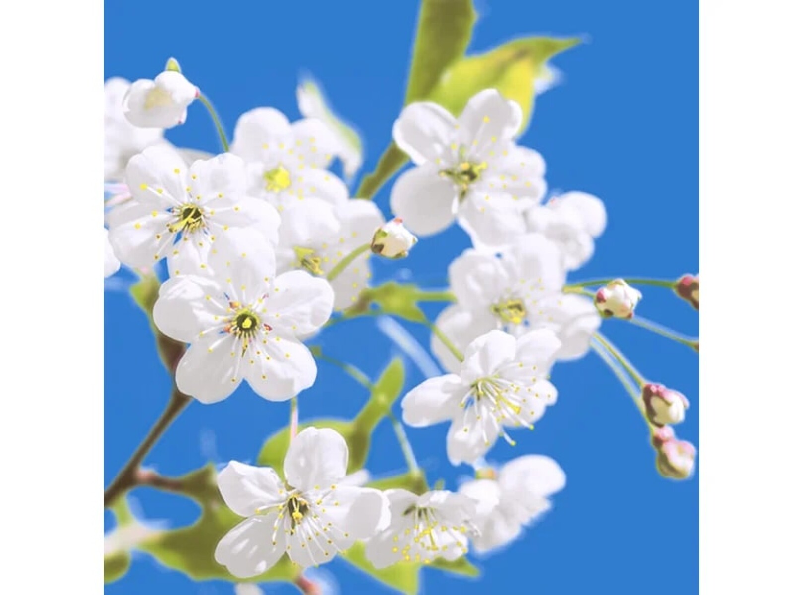 Servilletas Triple Hoja Peper-Desing x20 - Diseño 13 