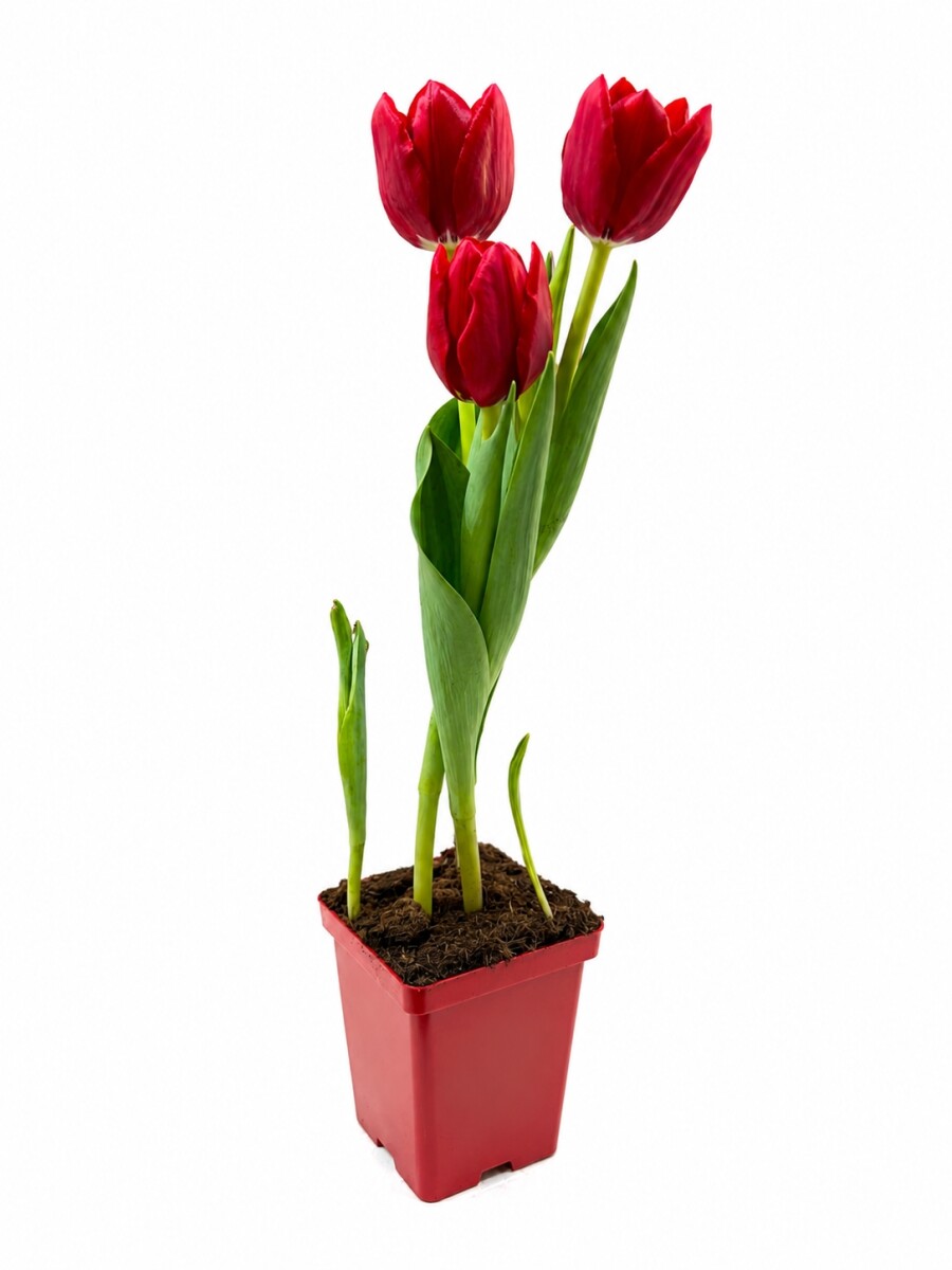 TULIPANES ROJOS TULIPANES ROJOS