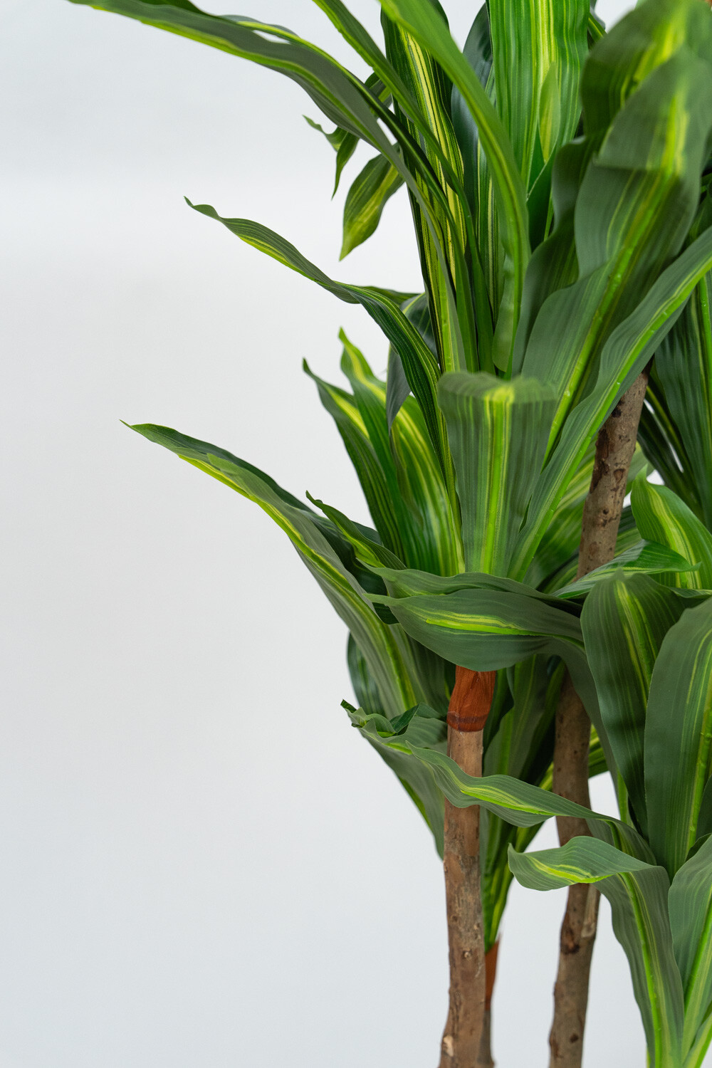 Planta Dracaena Fragrans Color Unico