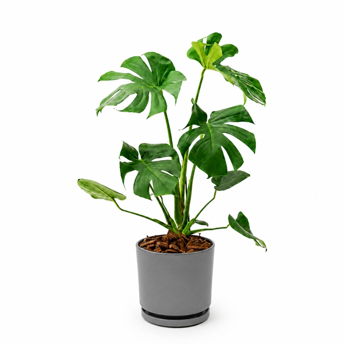 MONSTERA EN MACETA CERAMICA CON PLATO - GRIS OSCURO 