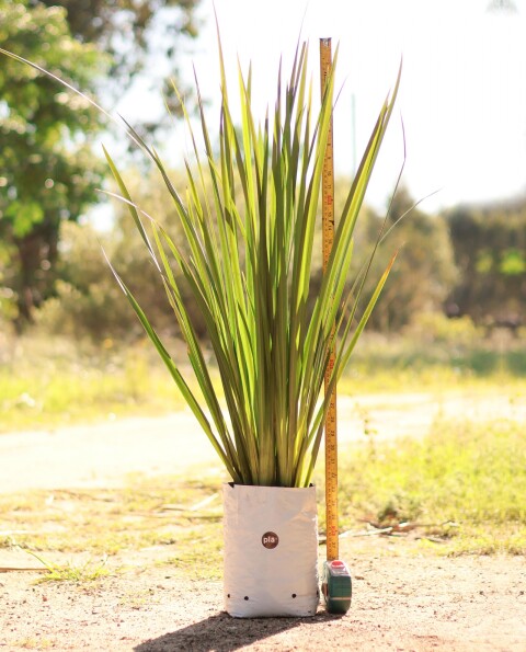 Dietes M - H: 80cm / Excelente follaje - Flor Blanca