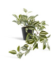 Planta artificial ASGAR A24cm verde Planta artificial ASGAR A24cm verde
