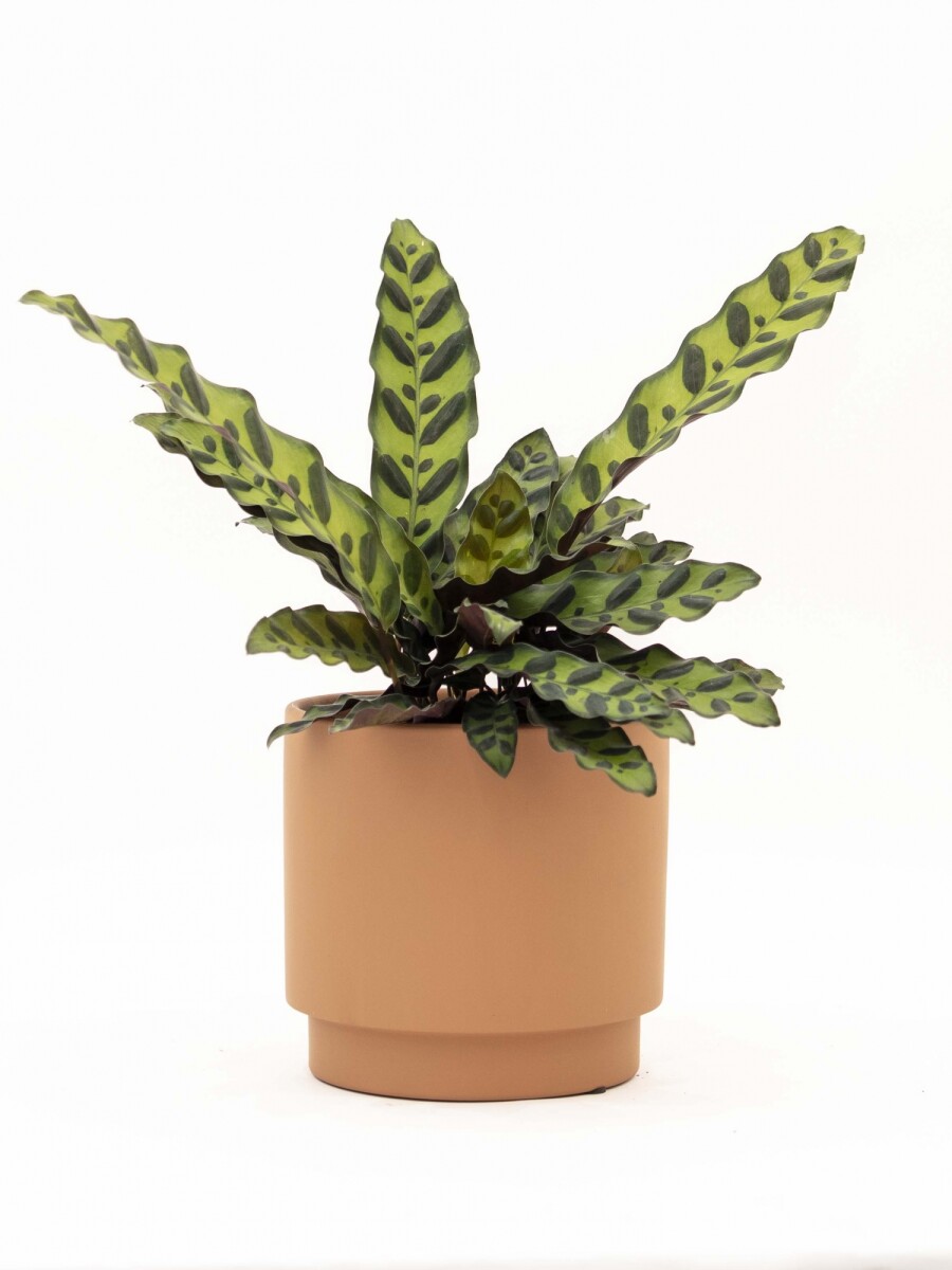 CALATHEA CON MACETA CERAMICA TERRACOTA