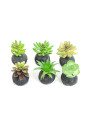 Planta Moa Mini, Mix Color Unico