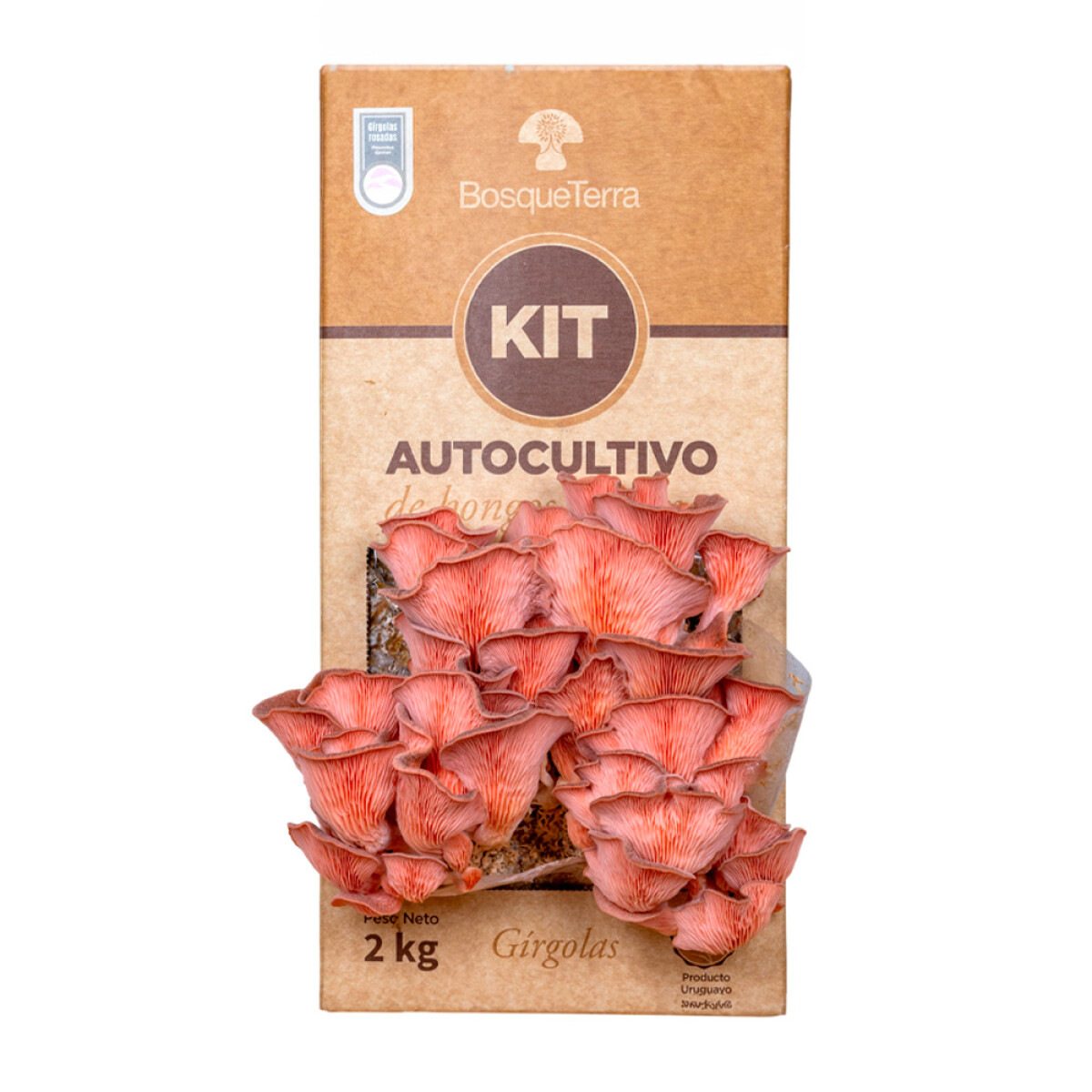 Kit autocultivo girgolas rosadas Bosqueterra 