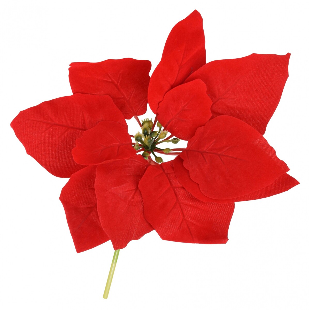 FLOR ESTRELLA FEDERAL 