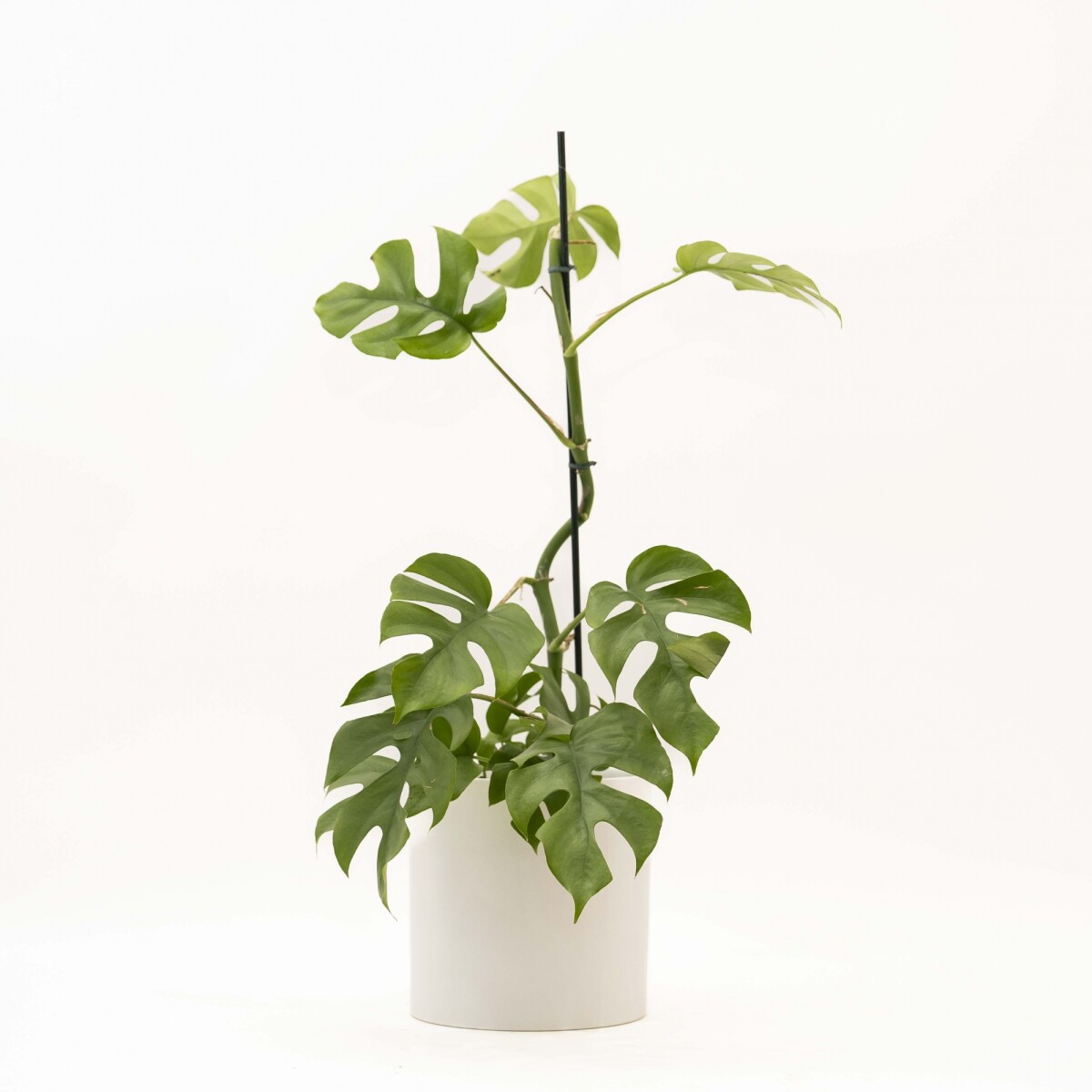 MONSTERA MINIMA - CON PORTAMACETA BLANCO 