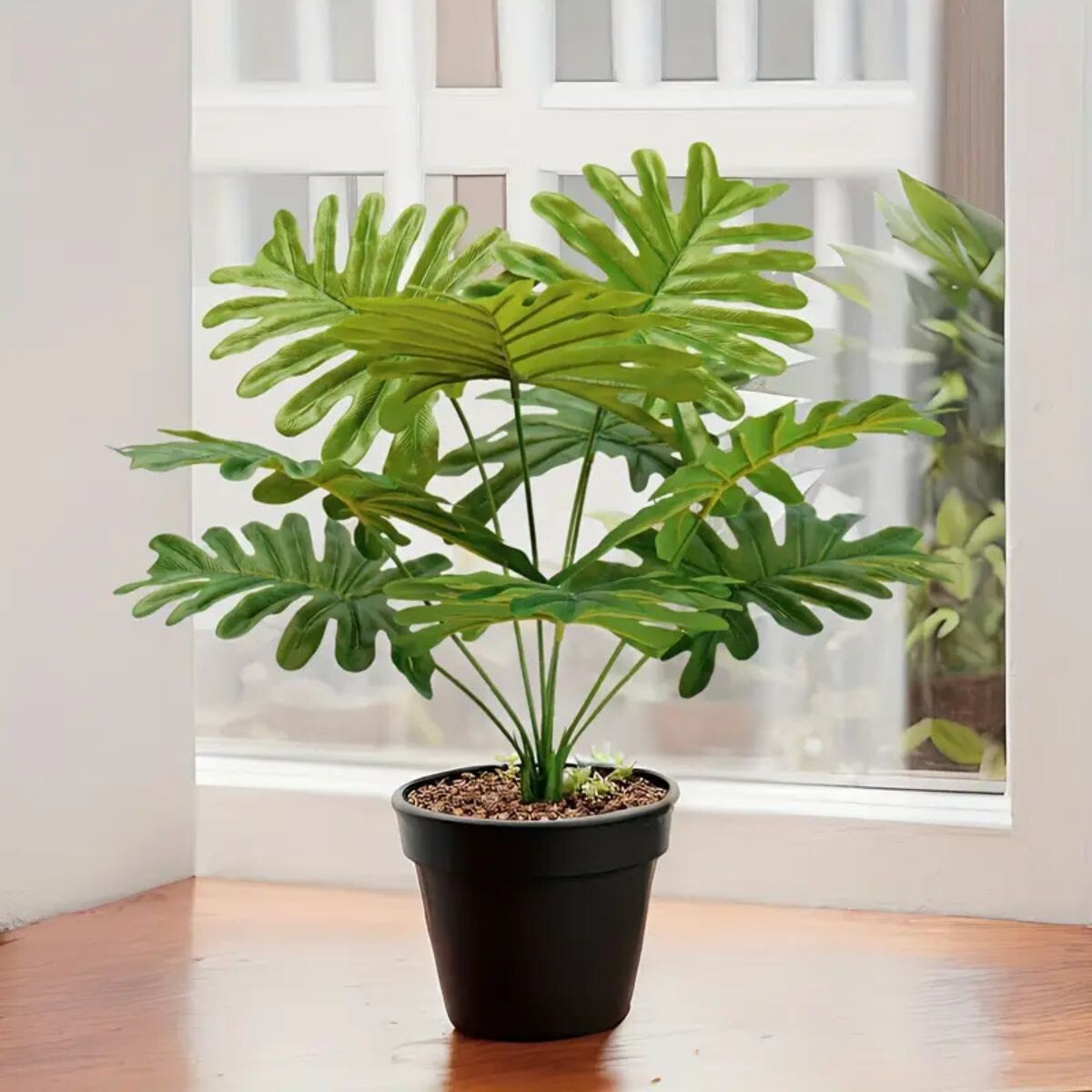 Planta Monstera 30cm 
