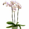 ORQUÍDEA MINI CON MACETA VERDE