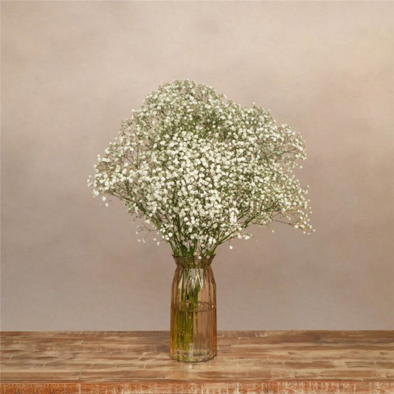 Rama de Paniculata Blanca Rama de Paniculata Blanca