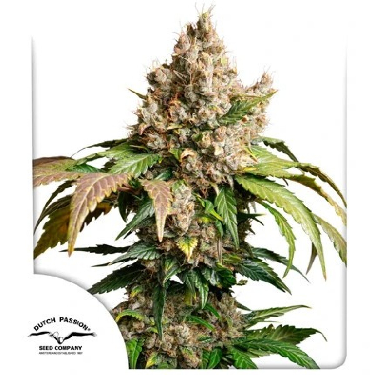 Auto Red Tropicana Cookies X3 - Dutch Passion 