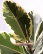 Ficus Elástica XL - Variegado - H: 1m Ficus Elástica XL - Variegado - H: 1m