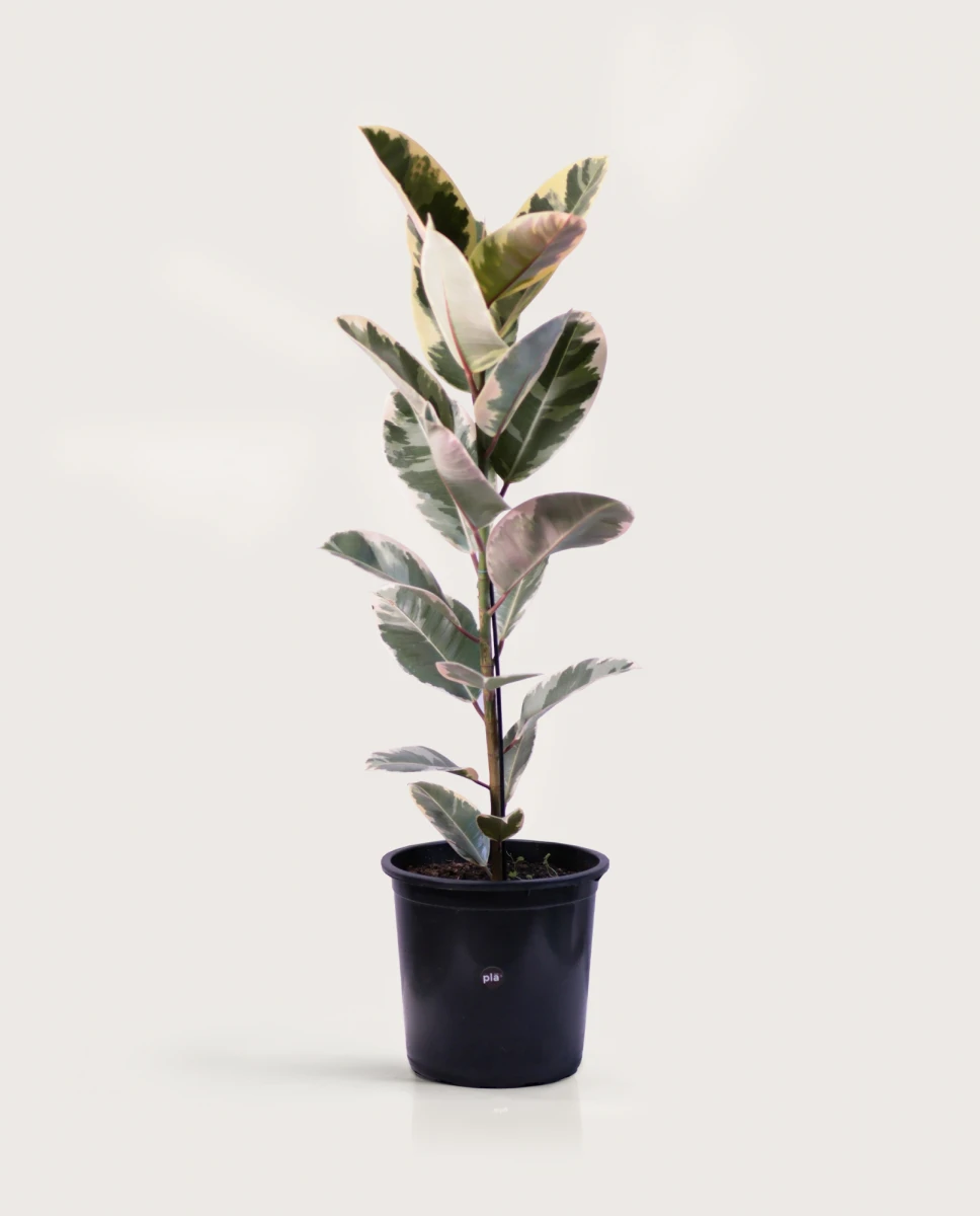 Ficus Elástica XL - Variegado - H: 1m 