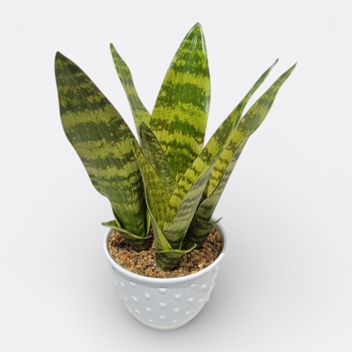 Espada de San Jorge Artificial Chica 