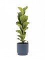 FICUS LYRATA BABY CON MACETA CERAMICA AZUL