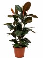 FICUS ELASTICA (GOMERO) NEGRO (BURGUNDY) L VARIAS RAMAS FICUS ELASTICA (GOMERO) NEGRO (BURGUNDY) L VARIAS RAMAS
