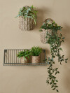 Planta artificial BERTRAM Ø8xA18cm surtidas Planta artificial BERTRAM Ø8xA18cm surtidas