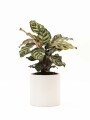 CALATHEA CON MACETA CERAMICA BLANCA