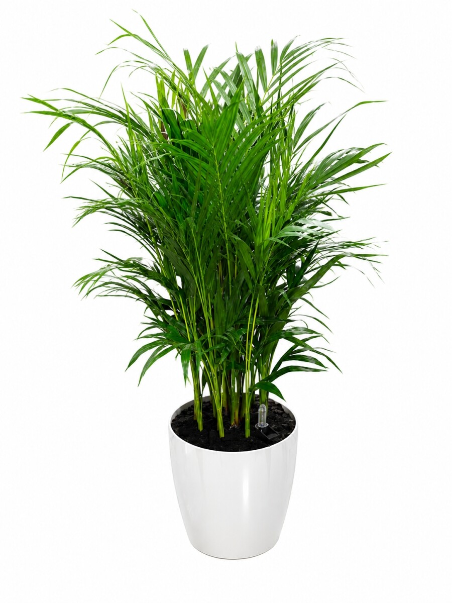 PALMERA ARECA EN MACETA AUTO RIEGO PALMERA ARECA EN MACETA AUTO RIEGO