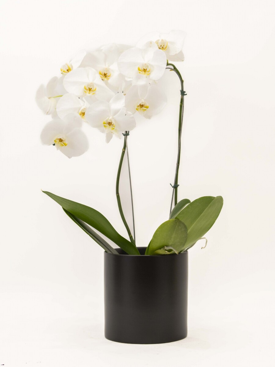 ORQUIDEA CURVA CON MACETA NEGRA