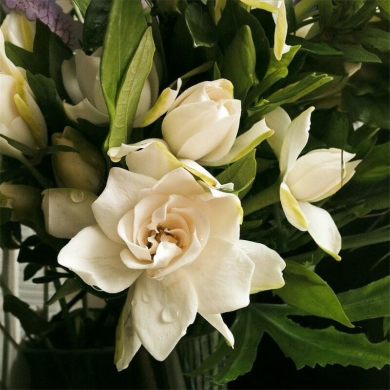 Home Spray Marchand Orquidea & Jazmin