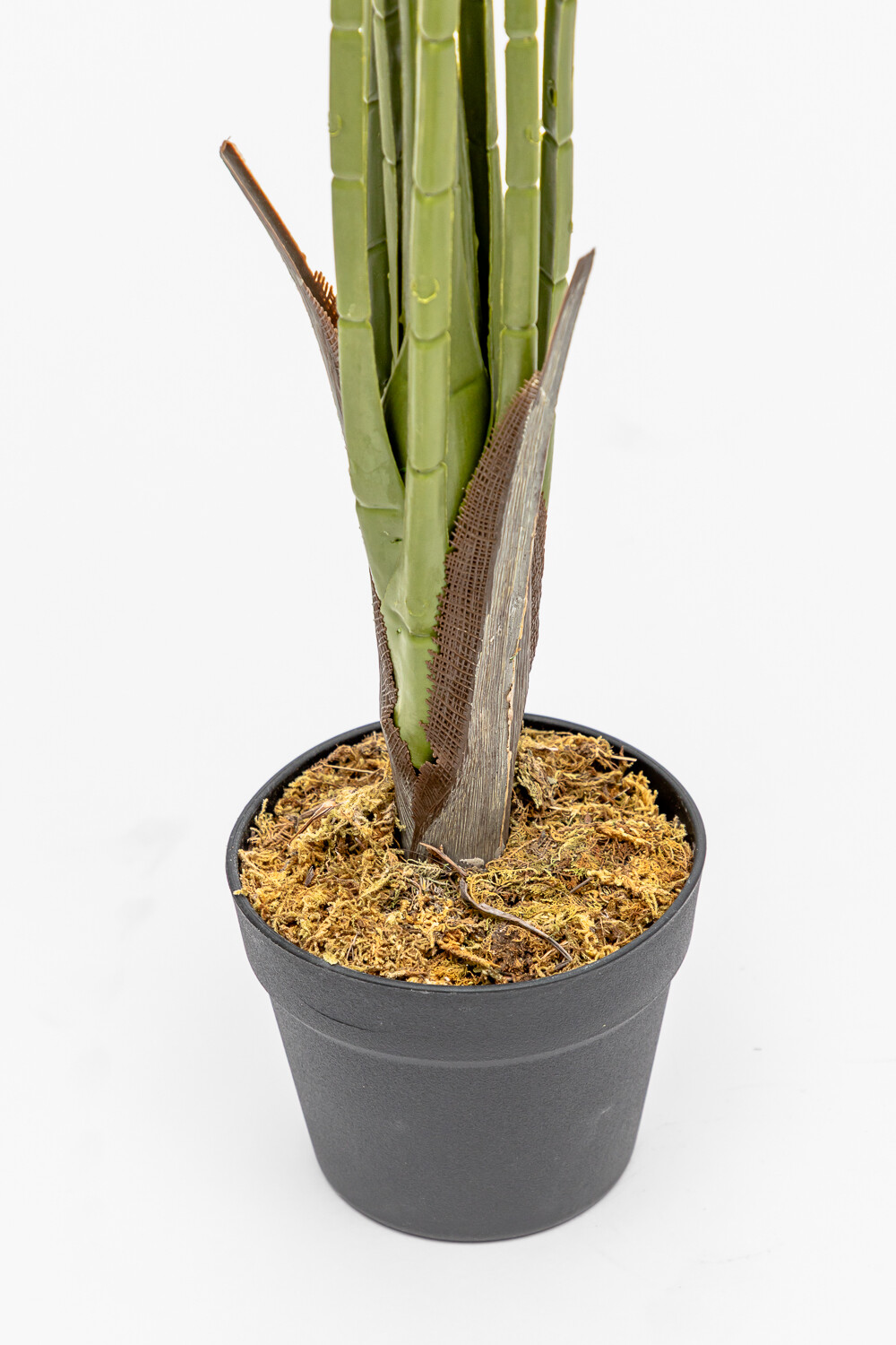 Planta Palmera China Color Unico