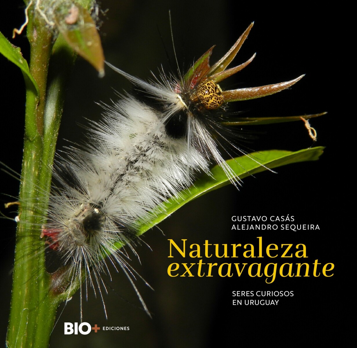 NATURALEZA EXTRAVAGANTE 