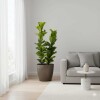 FICUS LYRATA 2 RAMAS CON PORTAMACETA PLASTICO TAUPE BRILLO