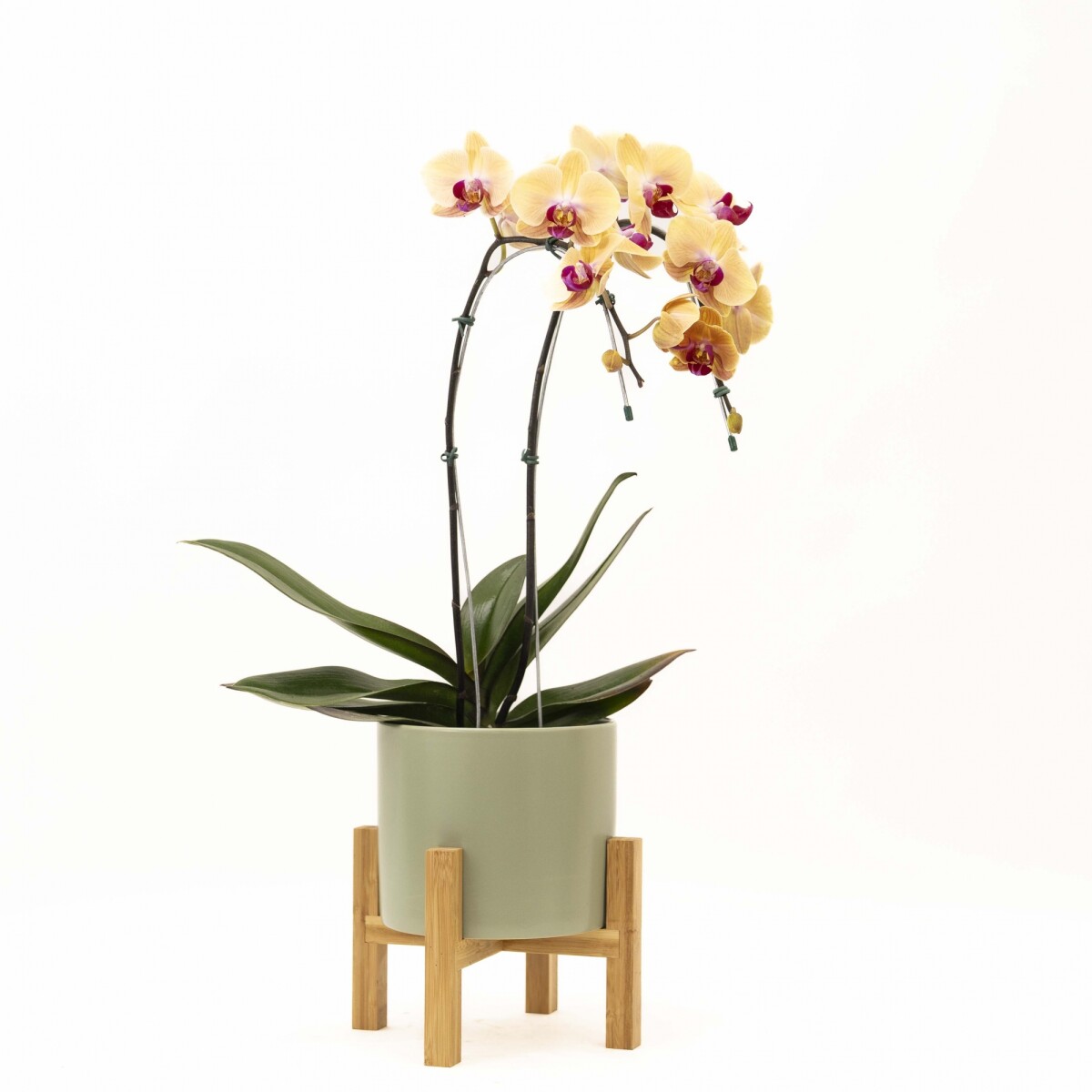 ORQUIDEA CURVA - CON MACETA VERDE Y SOPORTE 