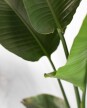 Strelitzia Nicolai M - H: 1.2m