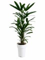 PALMERA RAPHIS S PALMERA RAPHIS S