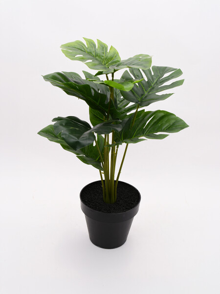 MONSTERA VERDE
