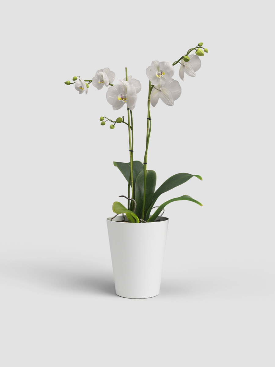 MACETA DE ORQUÍDEA PORTO BLANCO