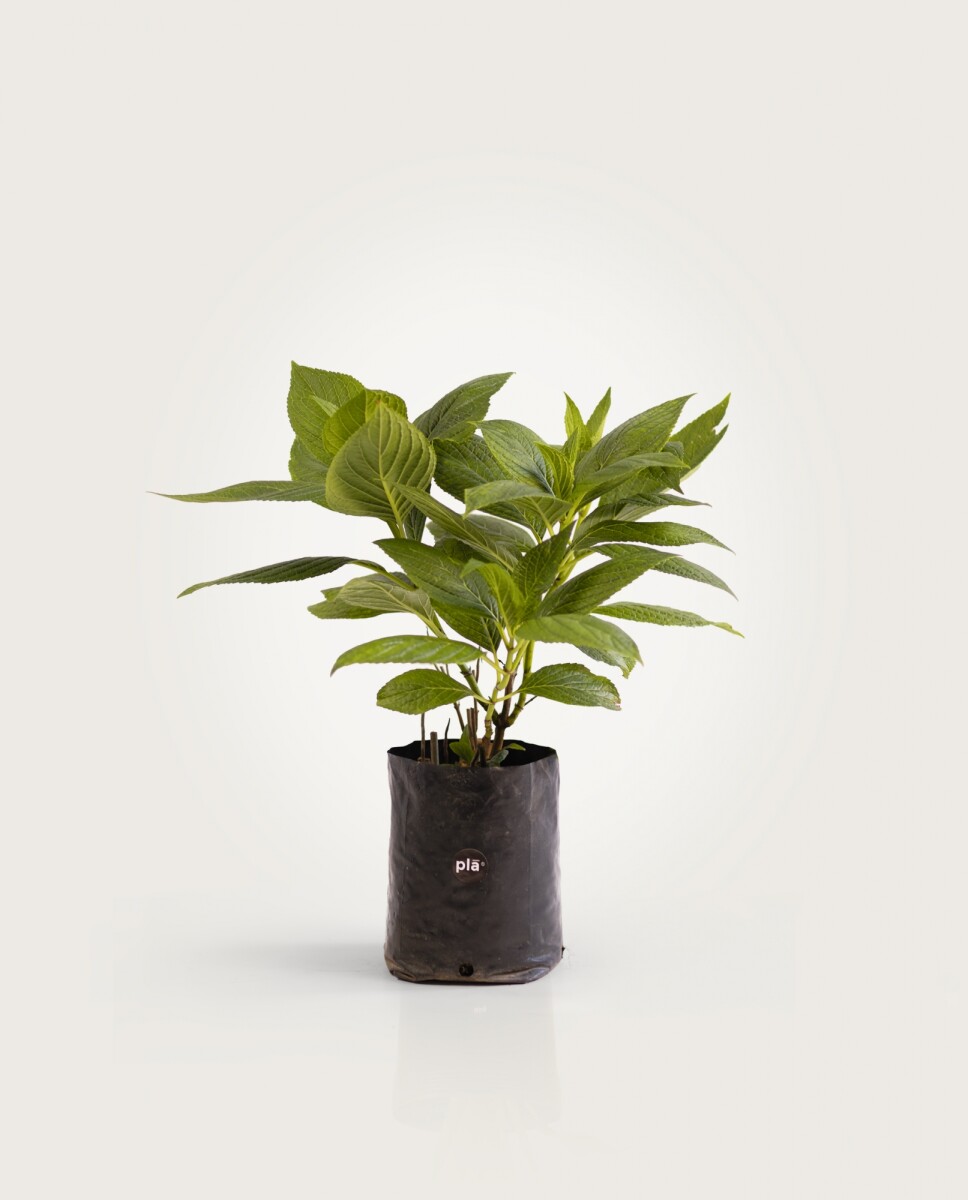 Hortensias H: 40cm - Flor rosada 