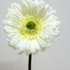 GERBERA DAISY T/CORTO 23 CM. WHITE GERBERA DAISY T/CORTO 23 CM. WHITE