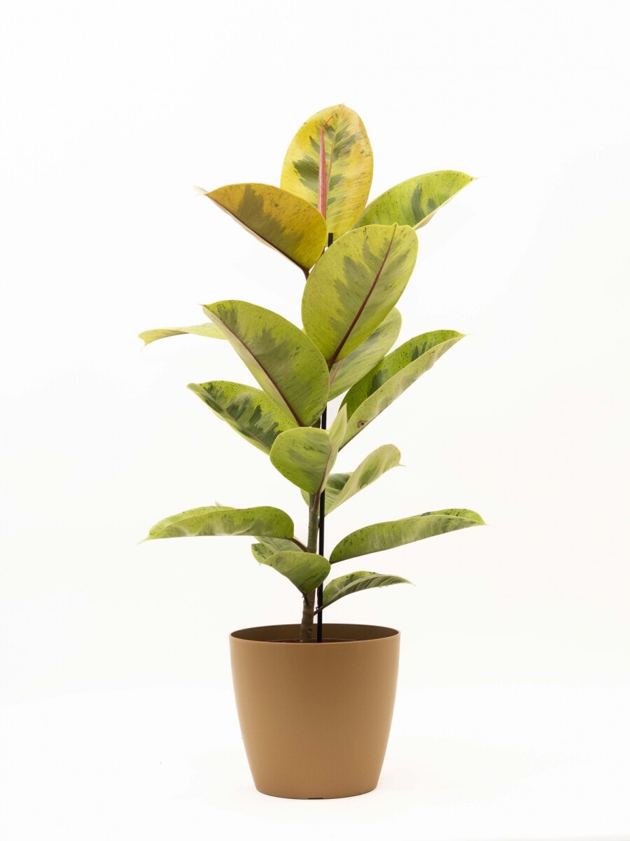 FICUS ELASTICA SHIVERIANA EN PORTAMACETA PLASTICO OCHRE