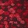 Remera Polera Niña Red Floral Print
