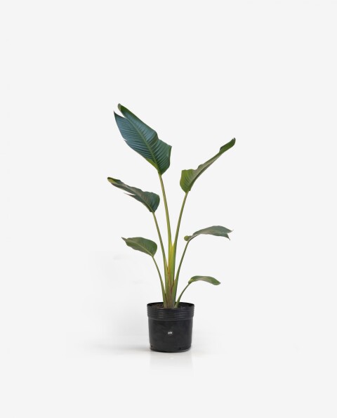 Strelitzia Nicolai M - H: 1.4m