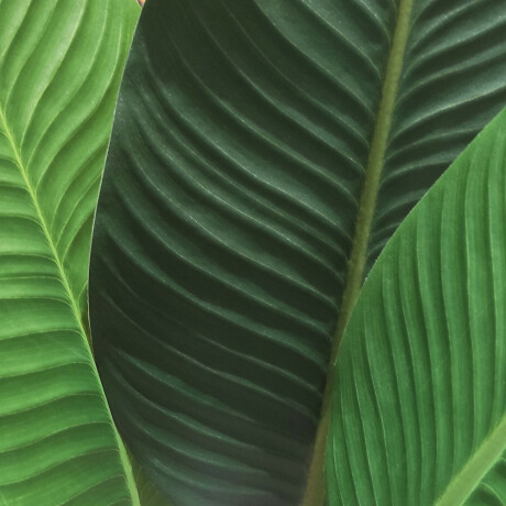 Palmera Planta Artificial Palmera Planta Artificial