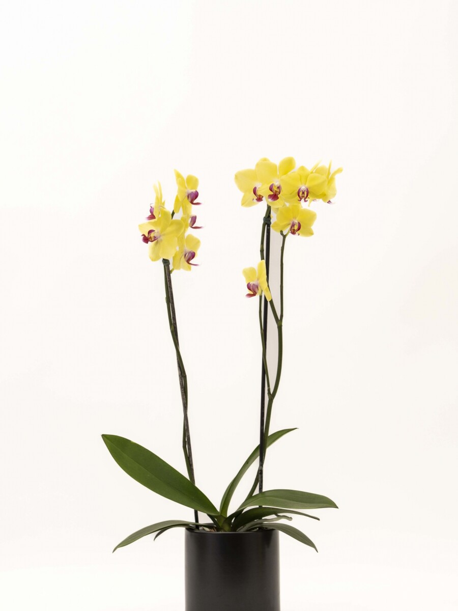 ORQUIDEA CON MACETA MINIMALISTA NEGRA