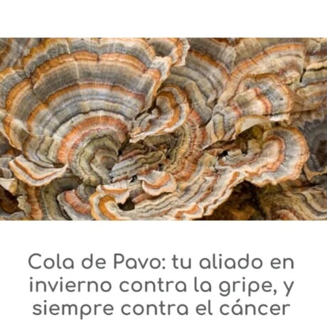 Cola de Pavo 90 Cáps Vitage Cola de Pavo 90 Cáps Vitage