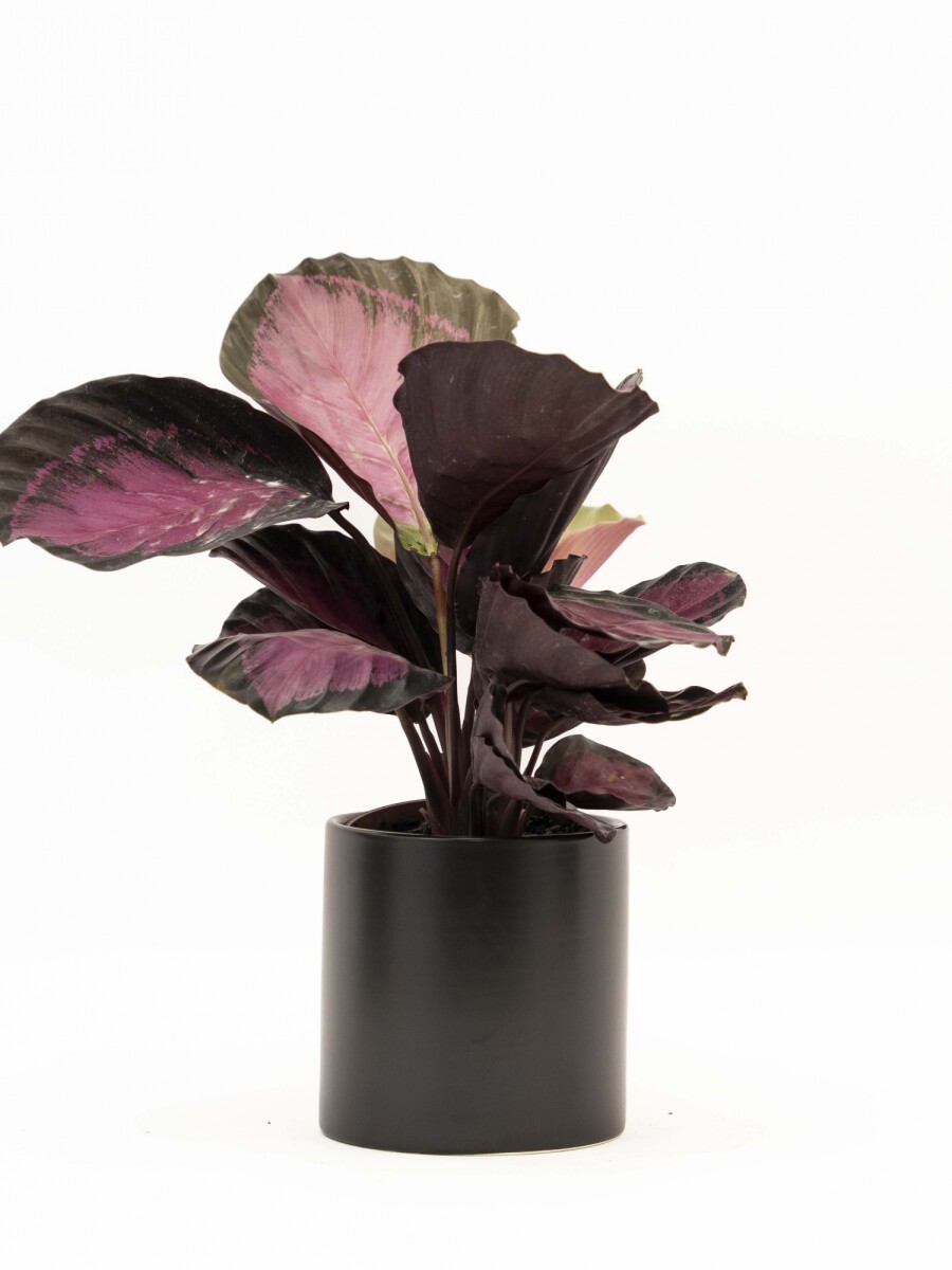 CALATHEA CON MACETA CERAMICA NEGRA
