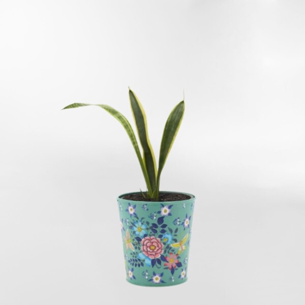 MACETERO FRIDA Celeste - Small